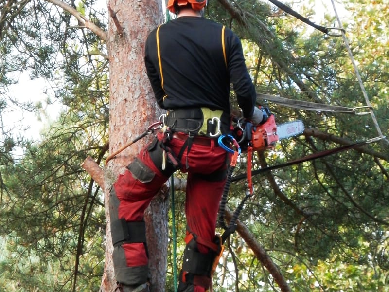 Tree Surgery by Smart Call Contractors